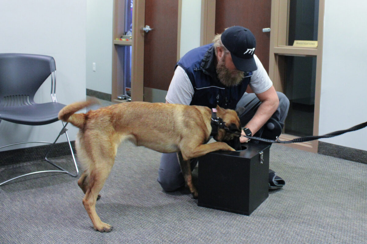 Mapleton police officers Hatch, Nyx form city’s first K9 unit News, Sports, Jobs Daily Herald